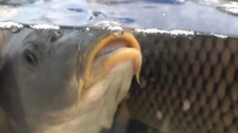 Lots of big fish in the aquarium Stock Footage 147927218