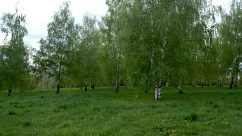 Lots of birches, birch forest 库存影片 240433843