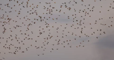 Lots of birds in flight against the sky, 4K slomo Stock Footage 240572378