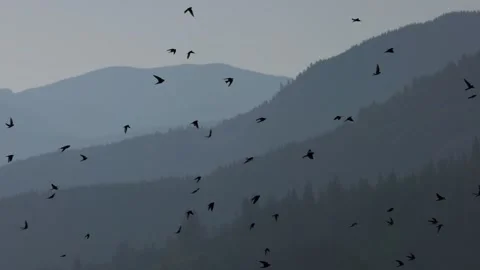 Lots of birds fly against backdrop of the mountains. Flocks of swallows at dawn Video stock 249451531