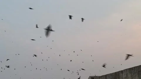 Lots of Birds Flying Over Wall During Evening Stock Footage 327982289