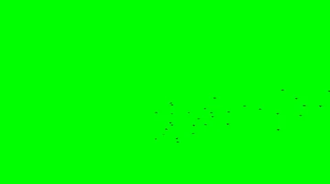 Lots of birds Stock Footage 48716299