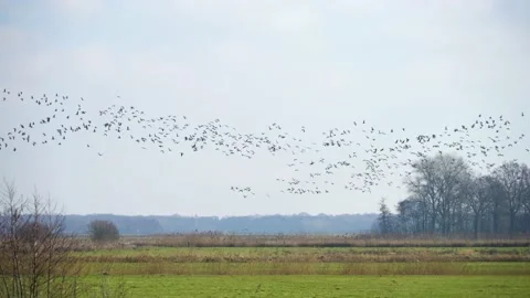 Lots of Birds Stock Footage 149595685