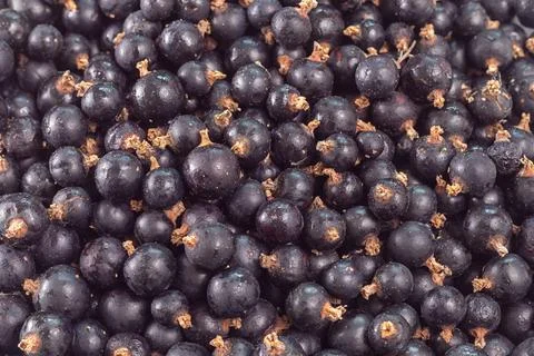 Lots of Black currant berries Stock Photos