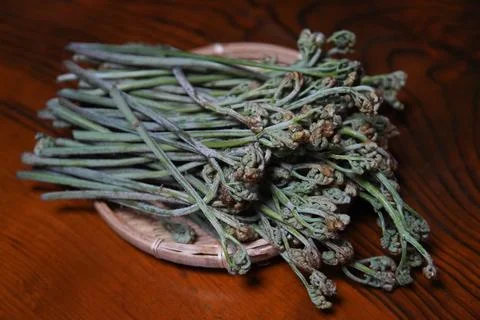 Lots of bracken Stock Photos