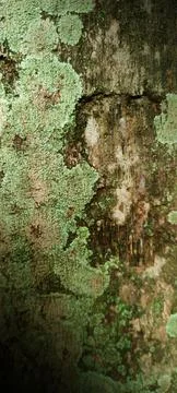 Lots of brown ants on tree trunks Stock Photos