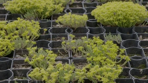 Lots of Bumblebees flying around Stock Footage 69772360