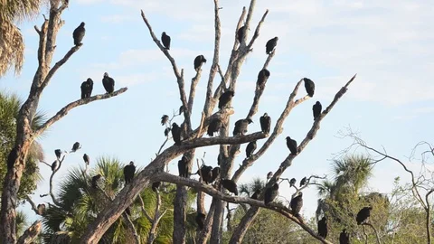 Lots of Buzzards Stock Footage 80678927