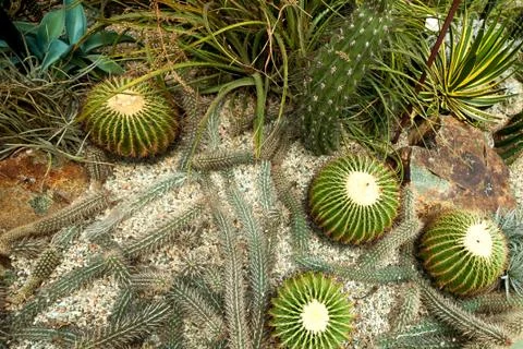 Lots of cacti background top view Stock Photos
