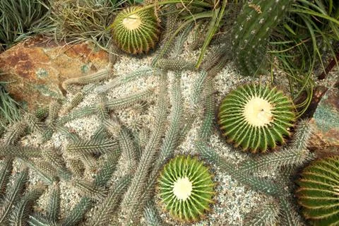Lots of cacti background top view Stock Photos