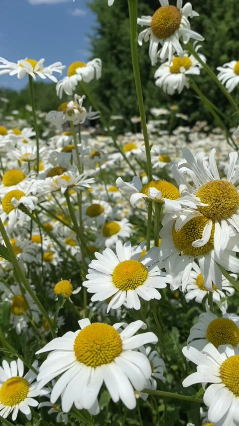 Lots of chamomile flowers. Stock Footage 329227754