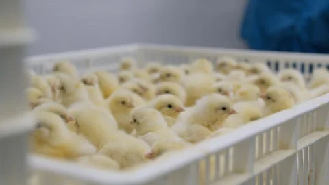 Lots of chicks in a factory Stock Footage 295125415