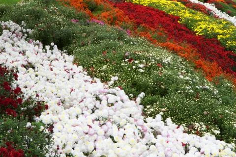 Lots of chrysanthemums Stock Photos