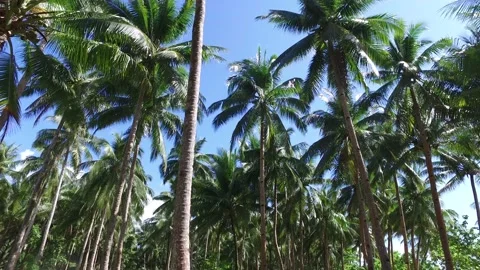 LOTS OF COCONUT TREES AND SUN Stock Footage 130511986