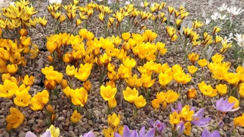 Lots of colorful crocuses Stock Footage 149395516