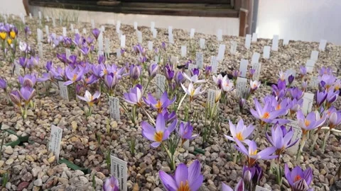 Lots of colorful crocuses Stock Footage 149395529