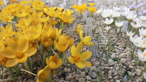 Lots of colorful crocuses Stock Footage 149395603