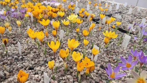 Lots of colorful crocuses Stock Footage 149395617