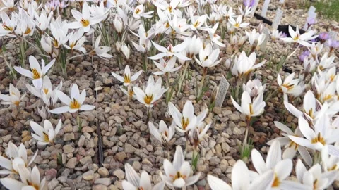 Lots of colorful crocuses Stock Footage 149395742