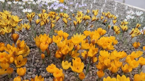 Lots of colorful crocuses Stock Footage 149395751
