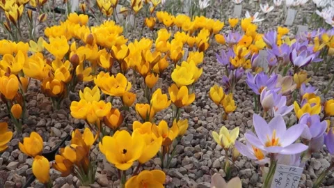 Lots of colorful crocuses Stock Footage 149395832