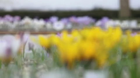 Lots of colorful crocuses Stock Footage 149395849