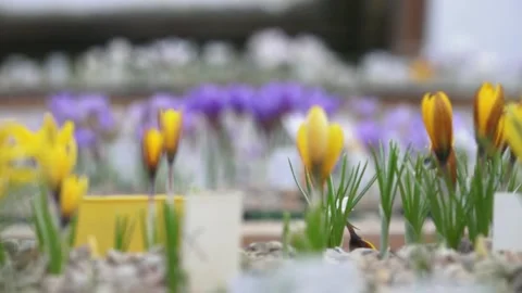Lots of colorful crocuses Stock Footage 149395908