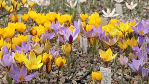 Lots of colorful crocuses Stock Footage 149396116