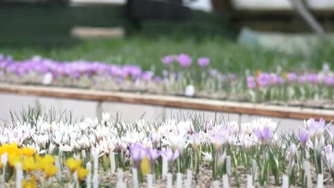 Lots of colorful crocuses Stock Footage 149396187