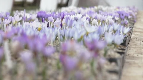 Lots of colorful crocuses Stock Footage 149396193