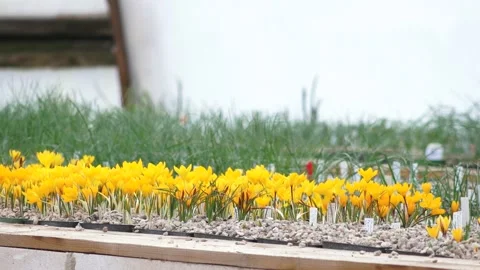 Lots of colorful crocuses Stock Footage 149396220
