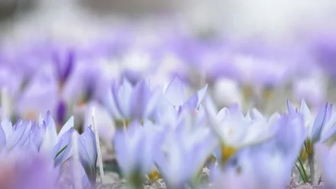 Lots of colorful crocuses Stock Footage 149396410