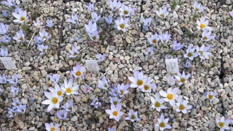 Lots of colorful crocuses Stock Footage 149396421