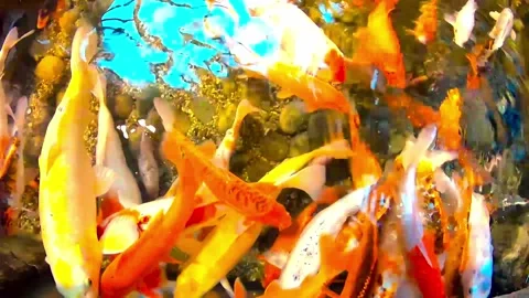 Lots of colorful fish Stock Footage 142626934