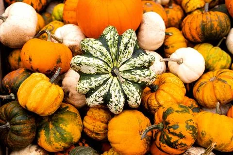 Lots of colorful pumpkins. Pumpkin background. Halloween, harvest Stock Photos