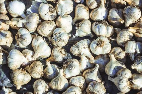 Lots of common fresh Garlic background Stockfoto's