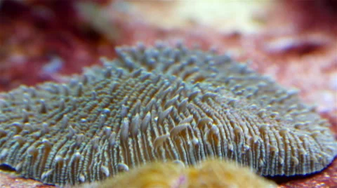 Lots of corals on the bed of the water Stock Footage 49139818