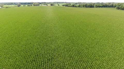 Lots of corn crops in field drone Stock Footage 137619961