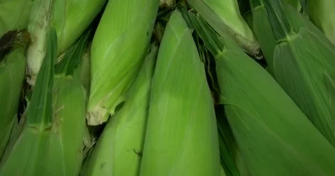 Lots of Corn CU Stock Footage 75345487
