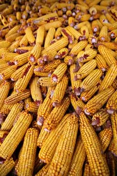 Lots of corn Stock Photos