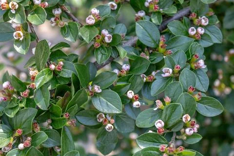 Lots of Cotoneaster Sprigs Stock Photos