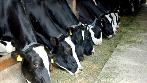 Lots of cows in the barn. Lots of Brunschwitz cows in cowshed. Dairy farm, fe Stock Footage 265872855