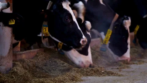 Lots of cows in the barn. Lots of Brunschwitz cows in cowshed. Dairy farm, fe Stock Footage 265872910