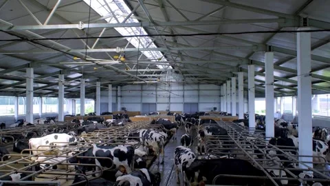 Lots of cows in the barn. Lots of Brunschwitz cows in cowshed. Dairy farm, fe Stock Footage 265873145