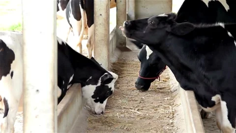 Lots of cows in the barn. Lots of Brunschwitz cows in cowshed. Dairy farm, feed Video stock 334655200