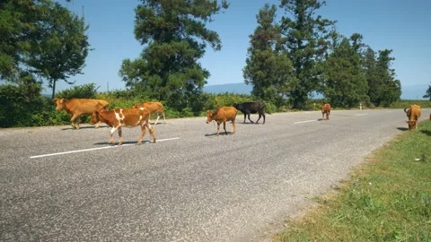 Lots of cows on paved road with fields around. Video stock 213960983