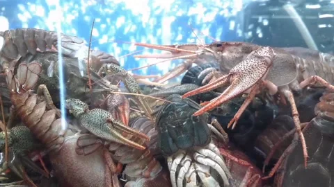 Lots of crayfish in the water Stock Footage 140880582