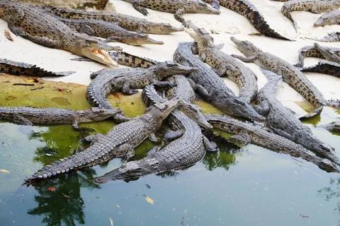 Lots of crocodile taking rest on each other. Stock Photos