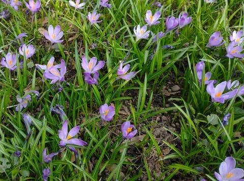 Lots of crocus flowers in the spring Fotos de archivo