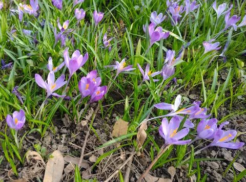 Lots of crocus flowers in the spring Фото